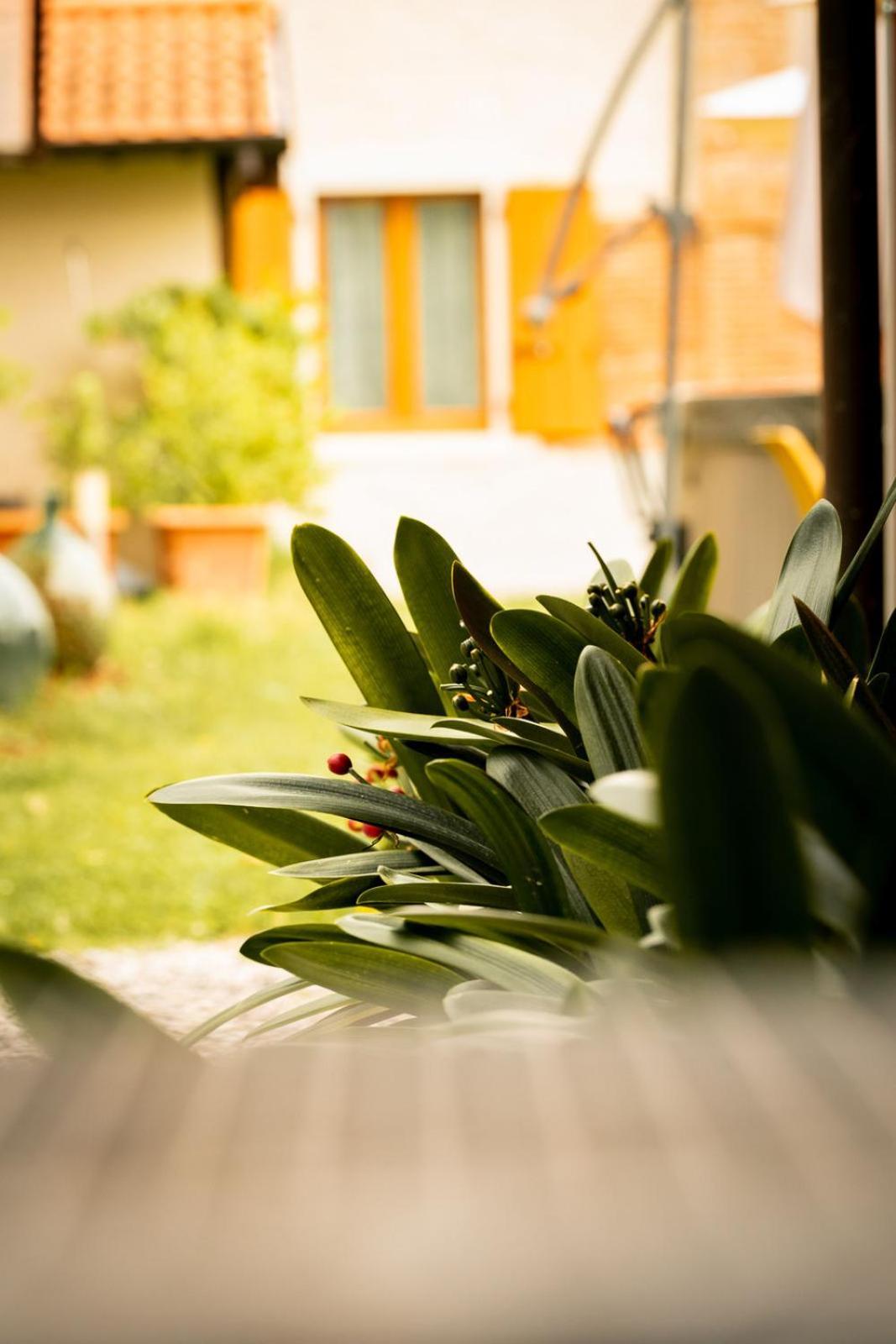 Agriturismo Podere Nigriano 萨罗 外观 照片